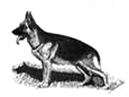 Dog Images