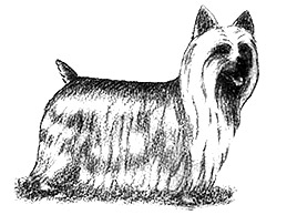 Dog Images