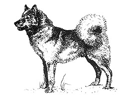 Dog Images