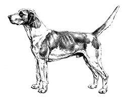Dog Images