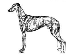 Dog Images