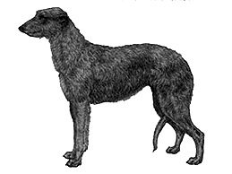Dog Images