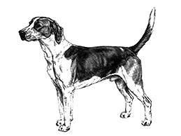 Dog Images