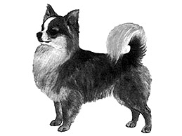 Dog Images