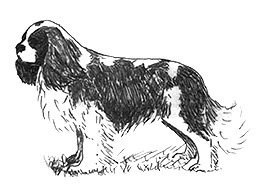 Dog Images