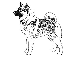 Dog Images