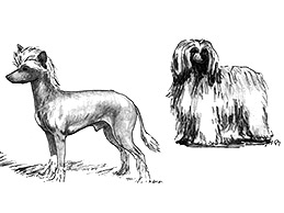 Dog Images