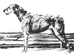 Dog Images