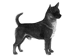 Dog Images