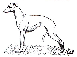 Dog Images