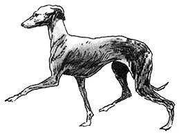 Dog Images