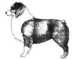 Dog Images