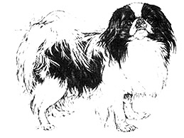 Dog Images