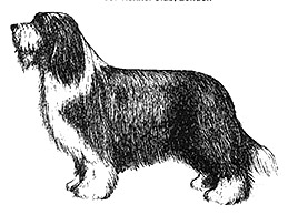 Dog Images
