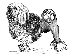 Dog Images