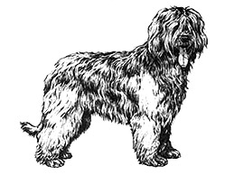 Dog Images
