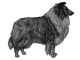 Dog Images