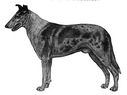 Dog Images