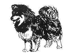 Dog Images