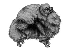 Dog Images
