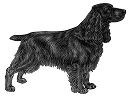 Dog Images