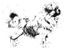 Dog Images