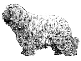 Dog Images