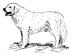 Dog Images