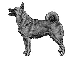 Dog Images