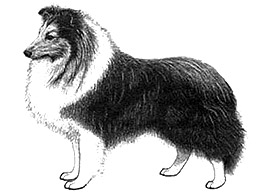 Dog Images