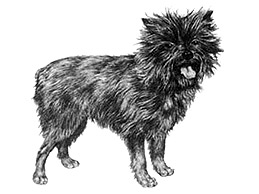 Dog Images