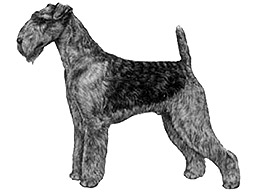 Dog Images