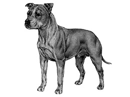 Dog Images