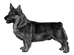 Dog Images