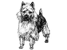 Dog Images