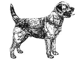 Dog Images