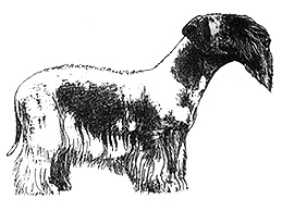 Dog Images
