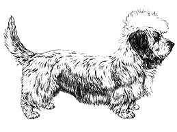 Dog Images