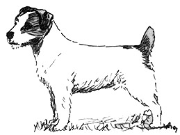 Dog Images