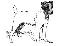Dog Images