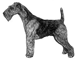 Dog Images