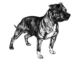 Dog Images