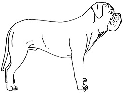 Dog Images