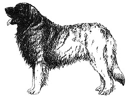 Dog Images