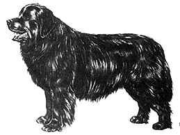 Dog Images
