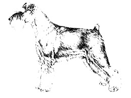 Dog Images