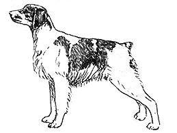 Dog Images