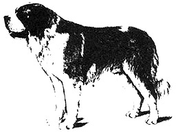 Dog Images