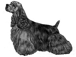 Dog Images
