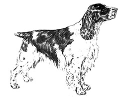 Dog Images